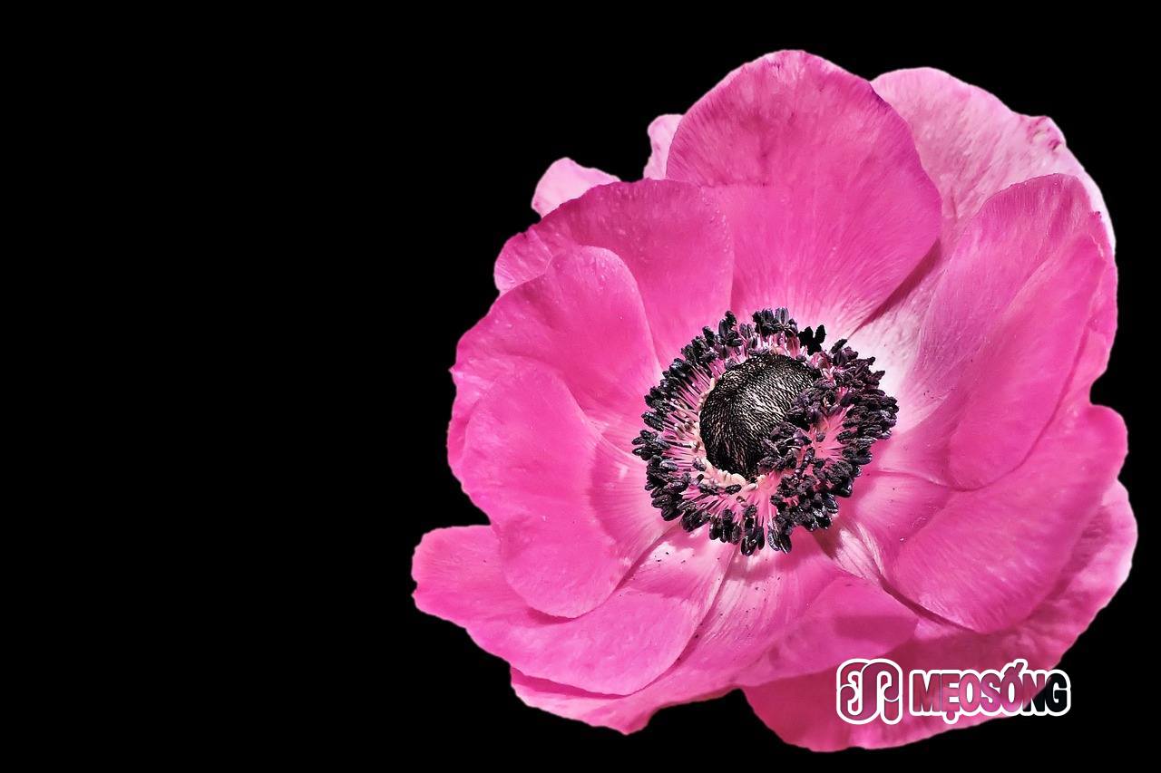 anemone-1310712_1280